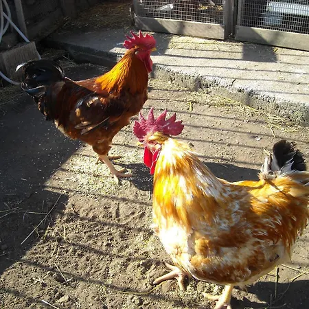 住宿加早餐酒店 Aurora Dell'etna 扎费拉纳-埃特内阿